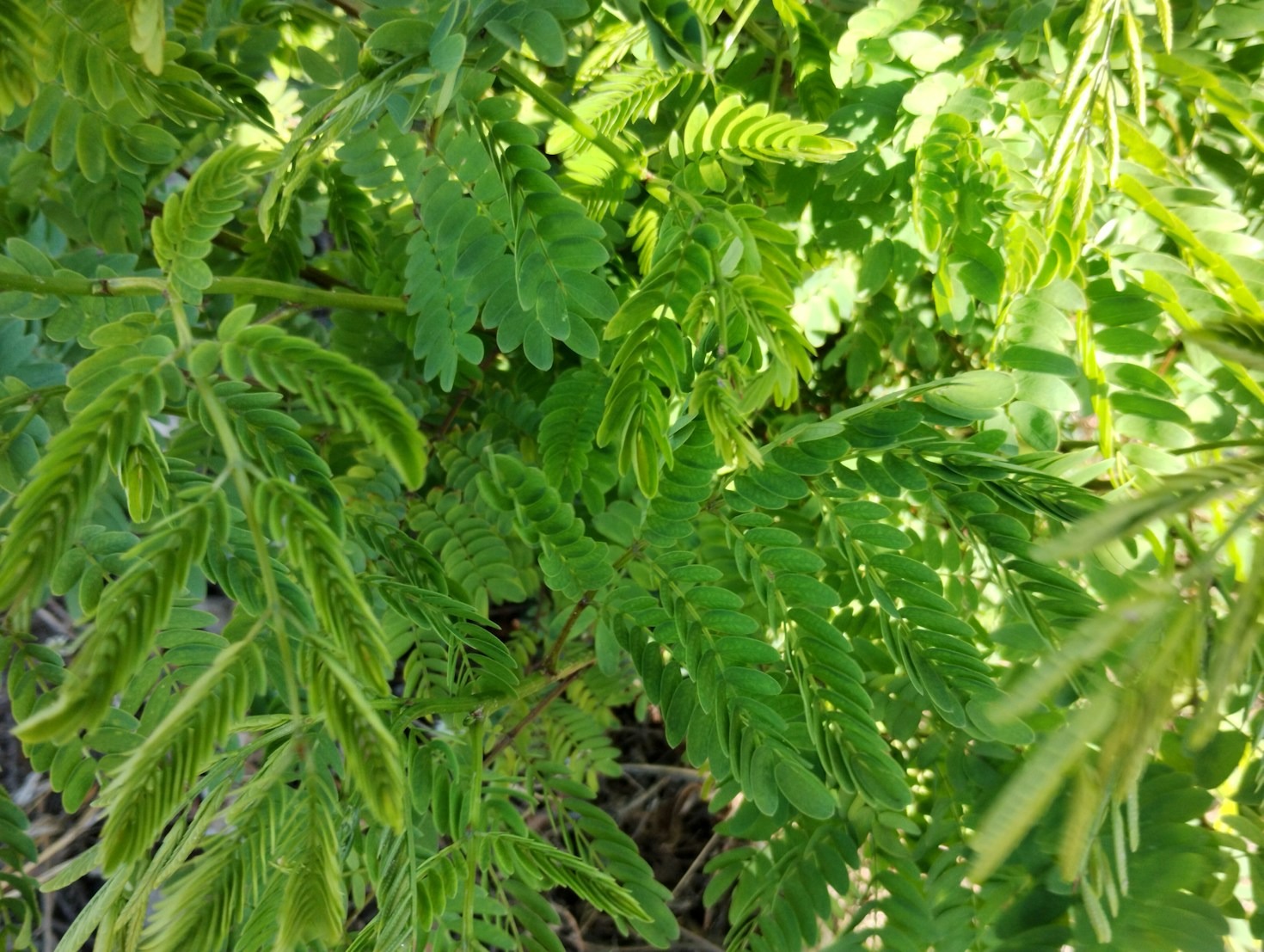 Découverte des herbes rares à travers l’histoire